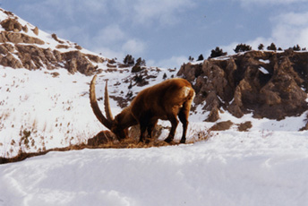 030215 24 Chamois