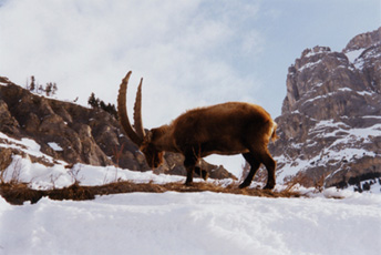 030215 25 Chamois