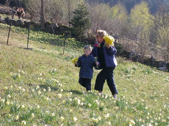 20030419_02 gégé jonquilles