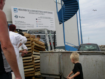 200308_35 sardines à pleins bacs La Turballe