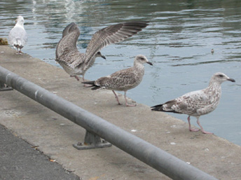 200308_36  La Turballe