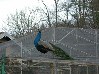 20031226_05 paon