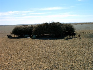 20041221 051 J4 Merzouga les animaux 