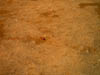 20041221 057 J4 Merzouga les criquets