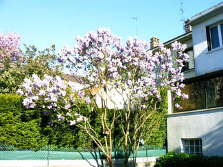 20040501_03 Lilas