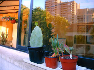 20040617_1 plantes