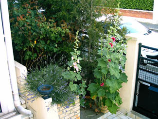 20040617_3 plantes
