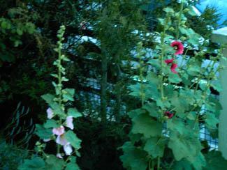 20040617_4 plantes