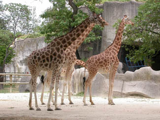 20040630_01 Zoo Vincennes