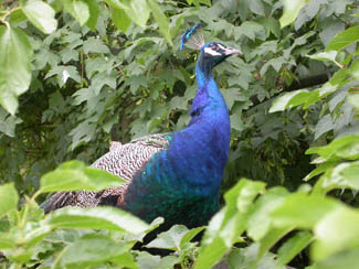 20040630_03 Zoo Vincennes