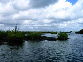 20040812_45 Parc naturel de Bievre la tourbe